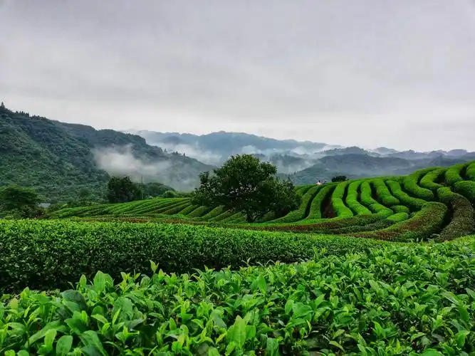大山深处有茶园 - 轻摄影 - 一加手机社区官方论坛