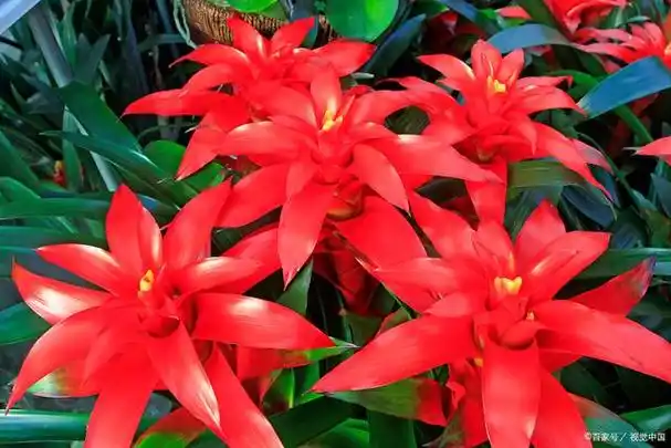 鸿运当头花好运相伴富贵吉祥的象征