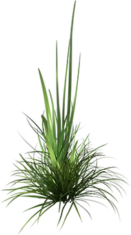 草丛免抠png透明图片