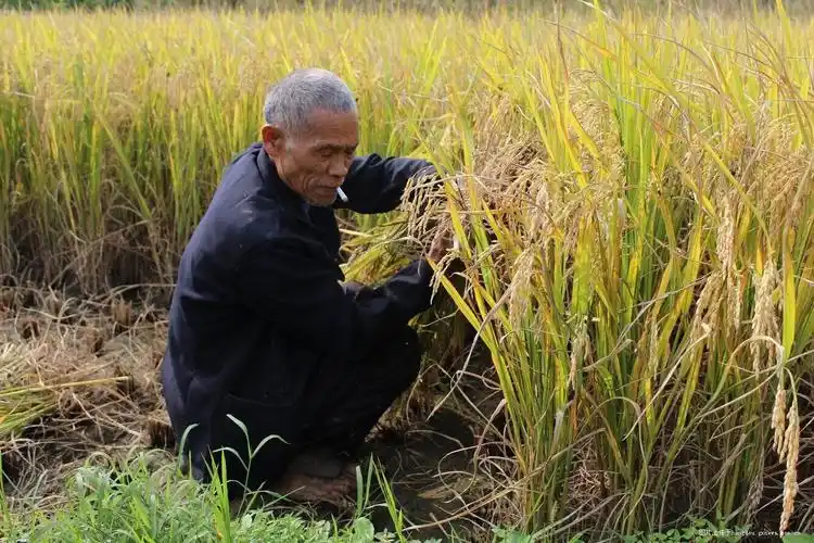 粒粒皆辛苦!农村人的真实生活!