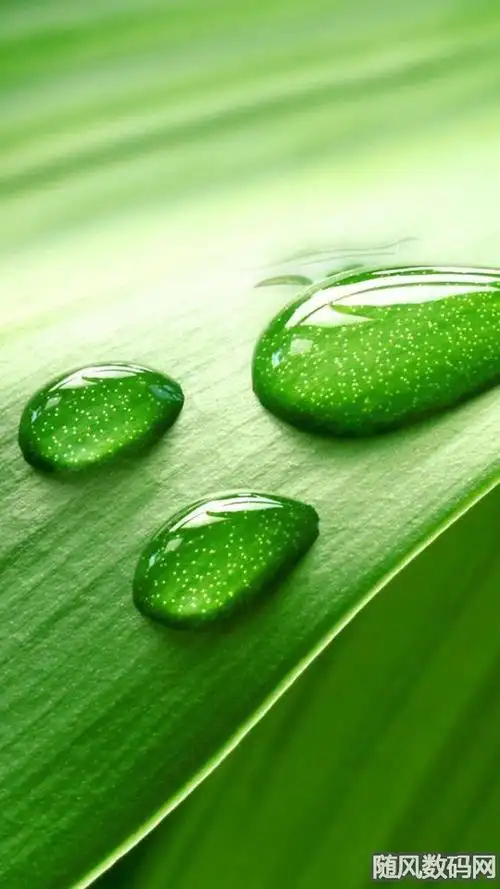 手机壁纸推荐「2021-8-30」