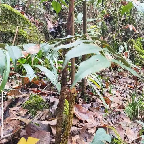 贵州深山纯野sheng土黄连