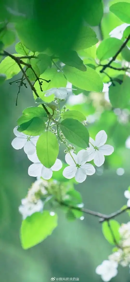 壁纸 花 桌面 690_1495 竖版 竖屏 手机