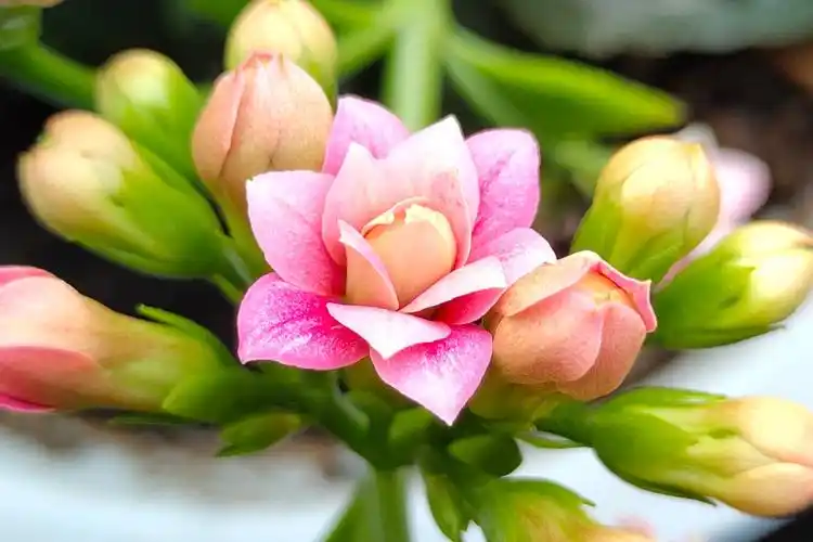 长寿花:寓意健康长寿,富贵吉祥,谁养都有好兆头!