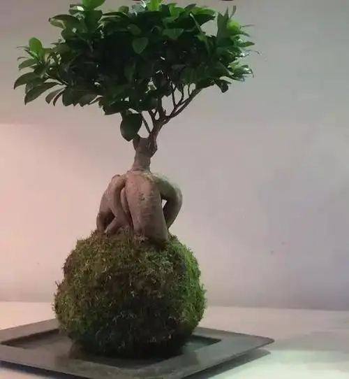 这两种观根植物,不看脸蛋看身材_腾讯新闻