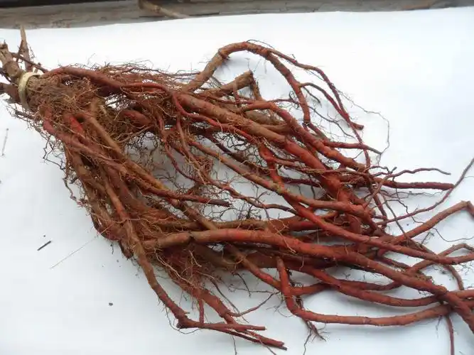 丹参的功效与作用