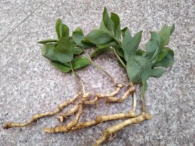 上山看到玉竹和黄精,不认识,怎么区分?