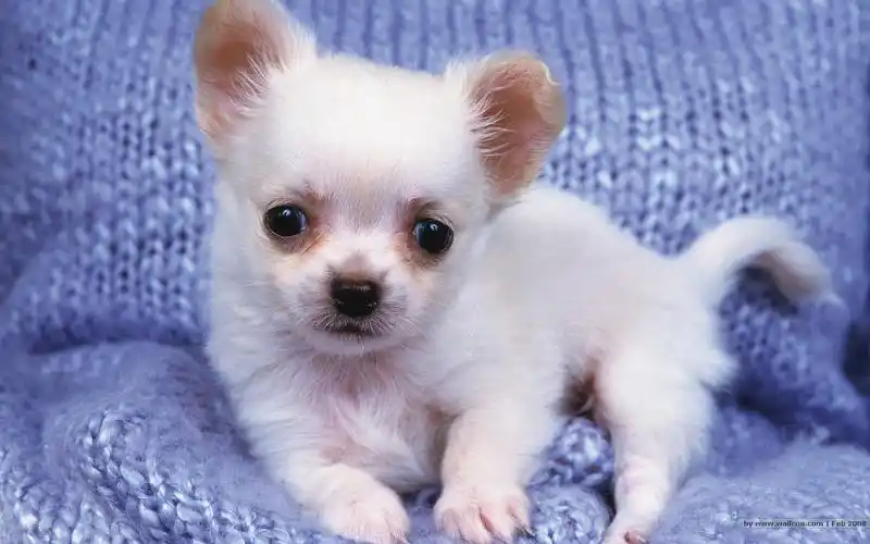 首页 桌面壁纸 可爱狗狗萌照高清壁纸【3】上一张下一张查看原图