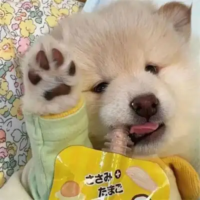 ins高级质感男生女生通用动物头像 超可爱超萌的动物头像图片_动物