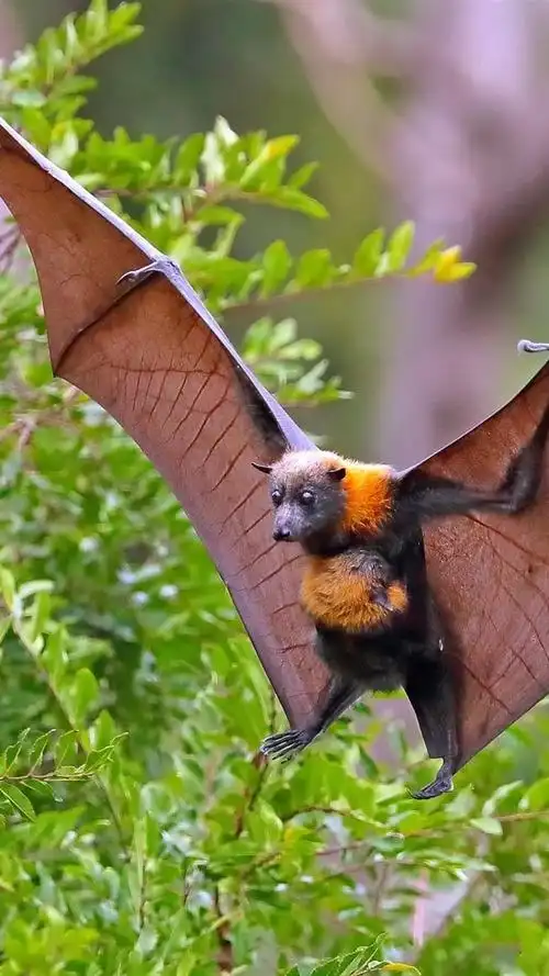 iphone 壁纸 飞行的蝙蝠,翅膀,灌木丛