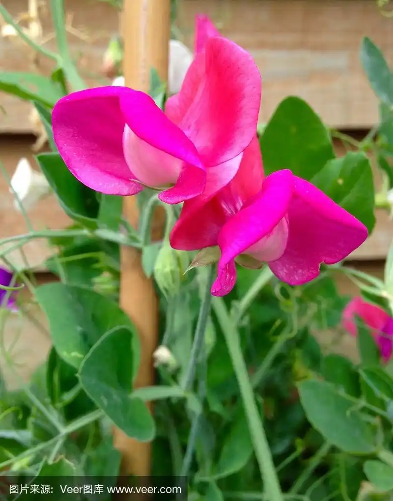 漂亮的粉红色甜豌豆花