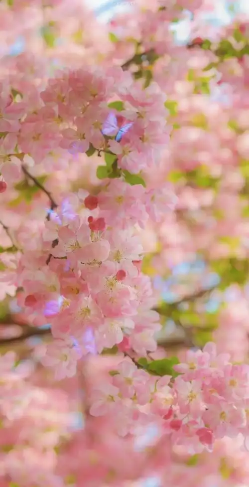 桃花壁纸能量壁纸招桃花