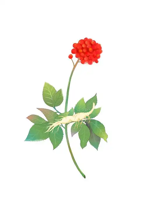 原创作品:中药插画