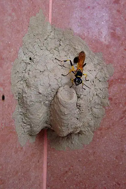 请问这是什么昆虫的巢?