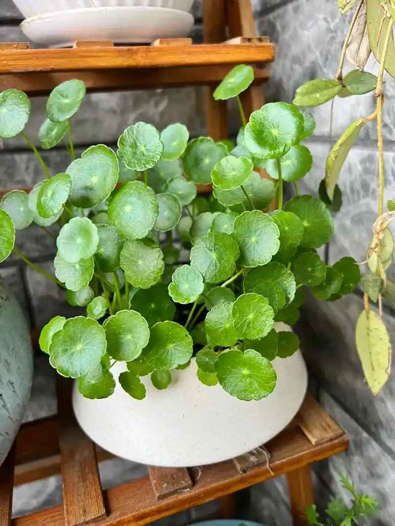 一盆铜钱草两年时间分成五个盆了.