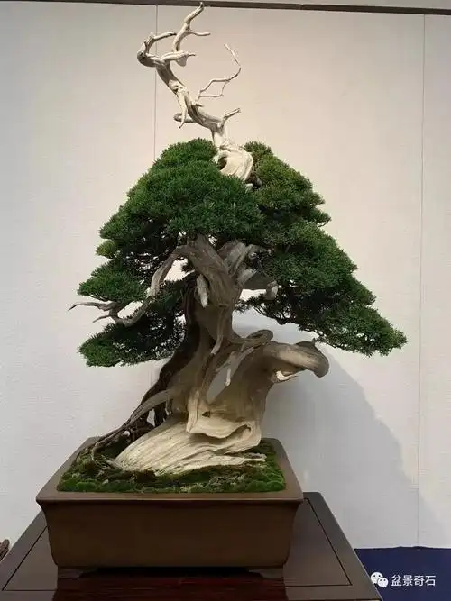 视觉盛宴日本第94届国风盆栽展