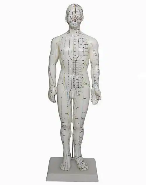 39中医用人体针灸模型50cm教学经络穴位练习示教模拟人假人橡皮人