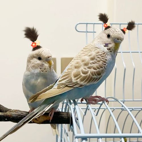 会说话的鹦鹉活鸟手养虎皮云斑鹦鹉活物网红适合小学生养的宠物鸟