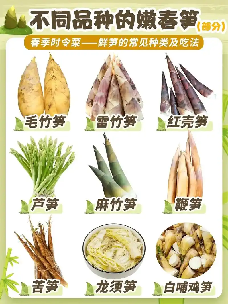 常见笋种类#竹笋 #新鲜竹笋 #优质农产品 #快来一起尝个鲜 - 抖音