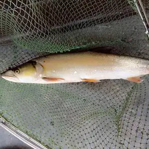 鳡鱼 新鲜黄钻鱼 鲜活黄颊鱼竿鱼水老虎大口鳡鳏苏北淡水鱼