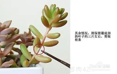 多肉植物扦插教程【图文】