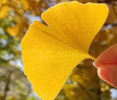 有关银杏树叶的唯美句子_唯美句子_窝窝qq网