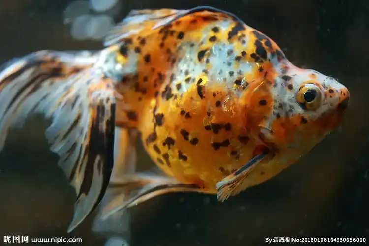 黑斑红金鱼图片