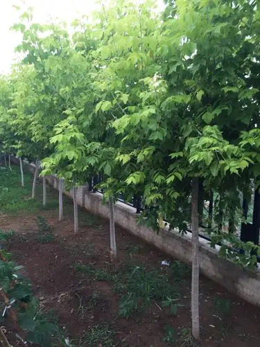 绿化树苗有: 国槐,银杏,金叶复叶槭,速生白蜡,旱柳,蜀快(塔松,墓地用