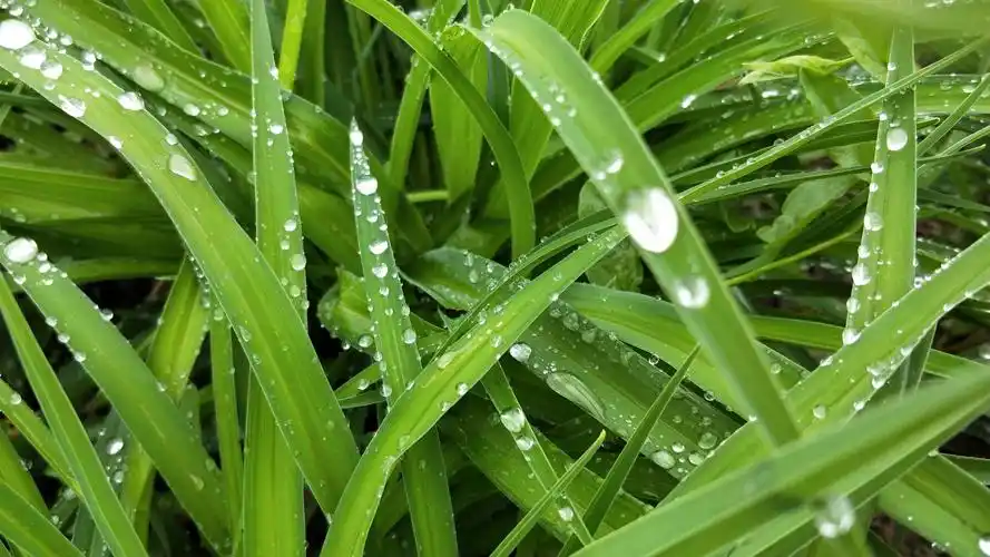 雨中的风景《图片拍于银川唐徕渠岸和宝湖公园》