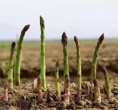 在芦笋周期长,生命力顽强的情况下,绿色高产的栽培与管理技术