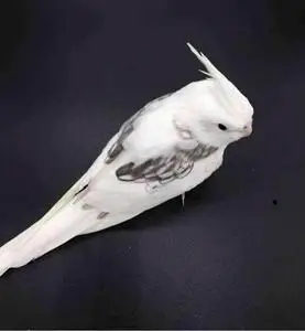 求购一只自家手养玄凤鹦鹉(伪龙),公母不限,最好年龄在2-5