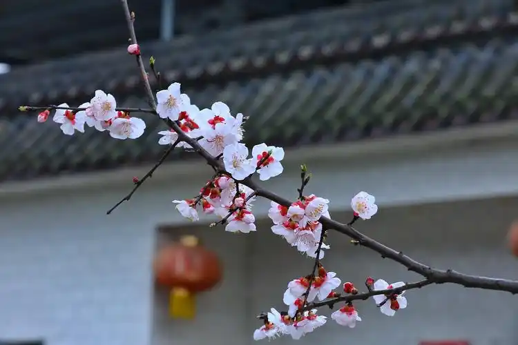 春色满园关不住一枝红杏出墙来