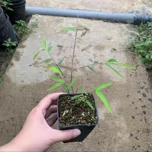 盆景室内书房高雅盆栽茶桌好养禅意小盆景 内门竹小苗2杆(20-30cm)