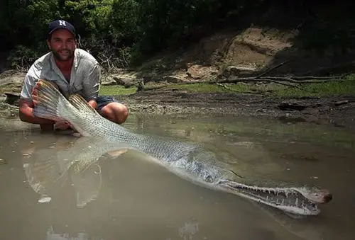 在德克萨斯州发现的一条鳄雀鳝(又名福鳄).