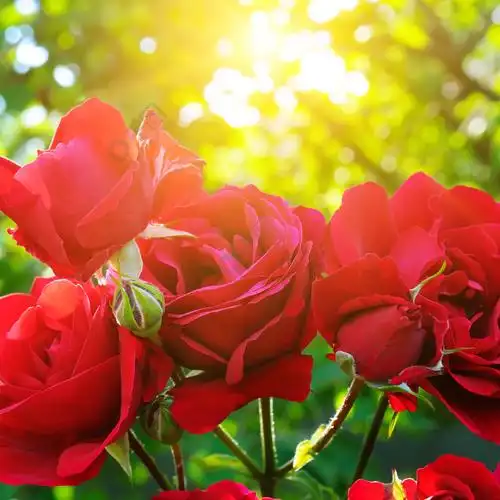 花园和阳光下美丽的玫瑰情人节的玫瑰