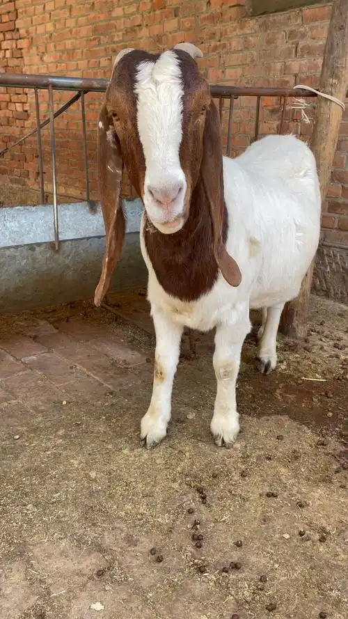 大耳朵波尔山羊