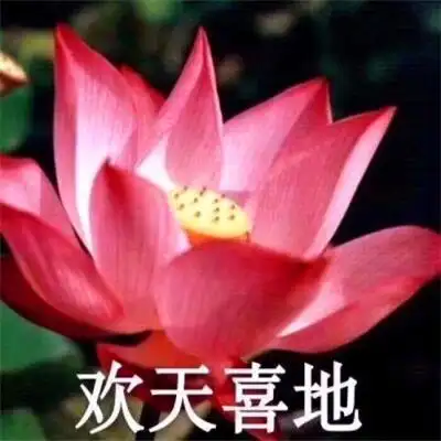 荷花头像带四个字