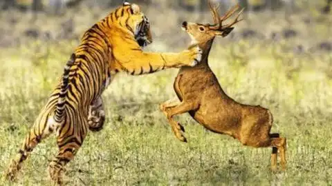 5个顶尖捕猎高手老虎排第五排第一的你一定猜不到是它