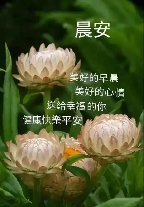 最新早上好特漂亮的动态祝福图片春天暖心早安问候语简短