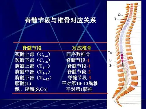 脊髓损伤康复ppt