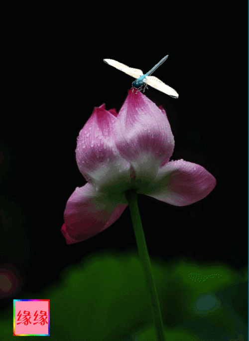 我爱夏日荷花开