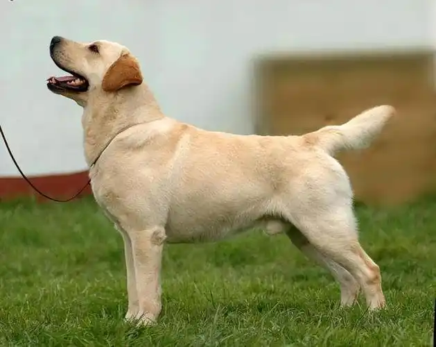 纯种拉布拉多犬特征