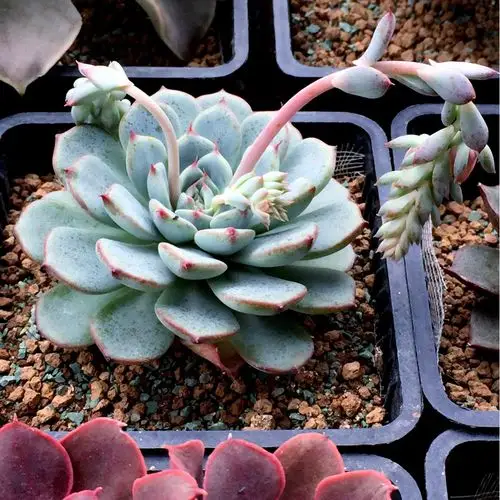 据说姬莲系都是五月开完花以后爆仔,所以,我的蓝姬莲,请努力完成你的