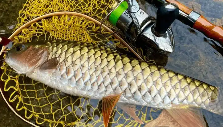 军鱼被称为"淡水之王",它的价格那么贵,可以放鱼塘里养吗?