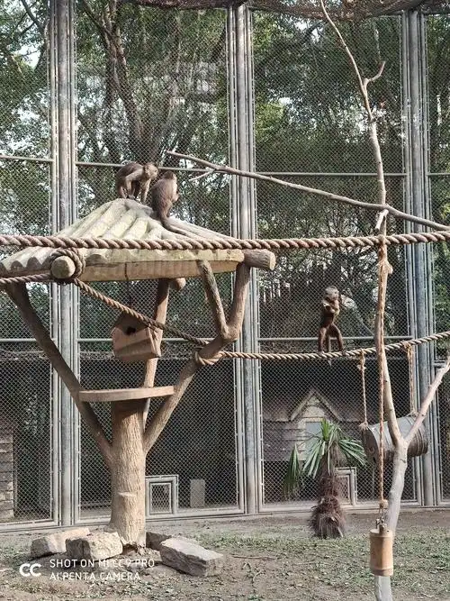 我们又来到了猴园,小猴子好可爱呀!