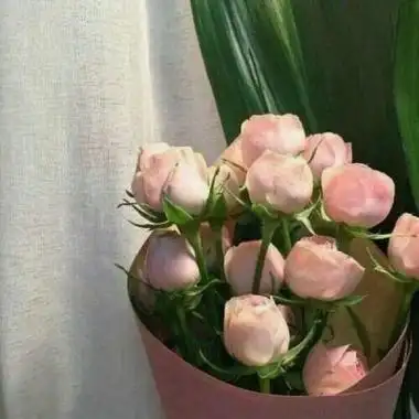 玫瑰花微信图像4-微信头像