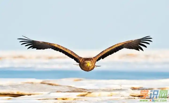 大鹏展翅对联精选