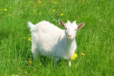 温顺可爱山羊图片