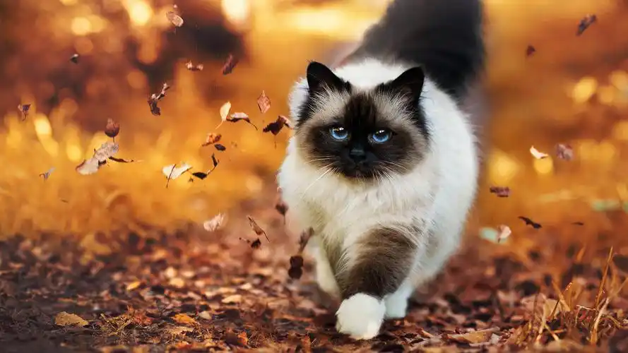 清新可爱猫咪高清桌面壁纸