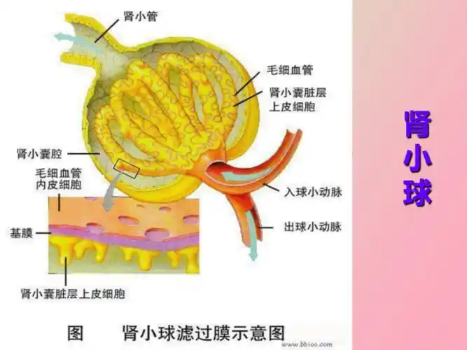 急性肾小球肾炎-内科-张弛.pdf 93页